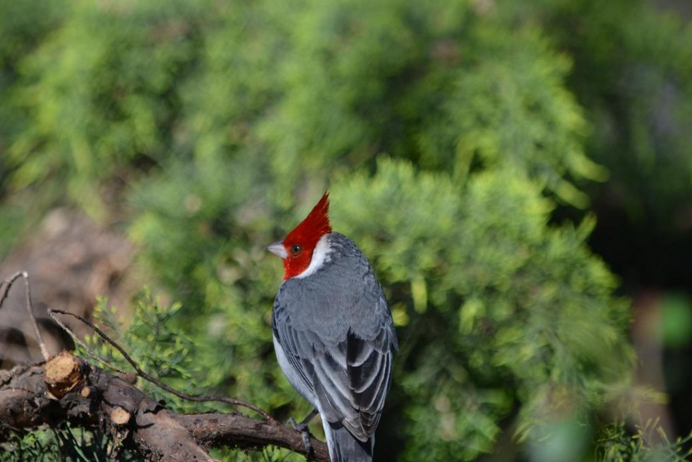 "El descanso del Cardenal" de Martin Palma