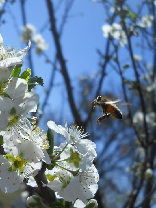 "en busqueda de una flor..." de Andrea Boccio