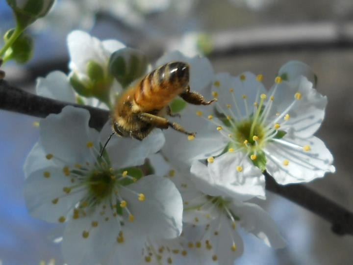 "abeja" de Andrea Boccio