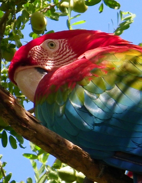 "Guacamaya" de Piero Francesa