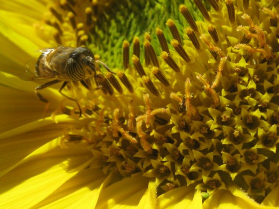 "Girasol" de Gabriela Hernndez Canales