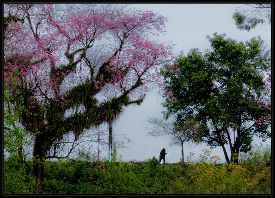 "Lapacho en flor" de Ruben Perea