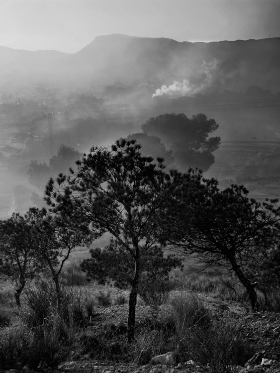 "Pinada al amanecer" de Francisco Jos Cerd Ortiz