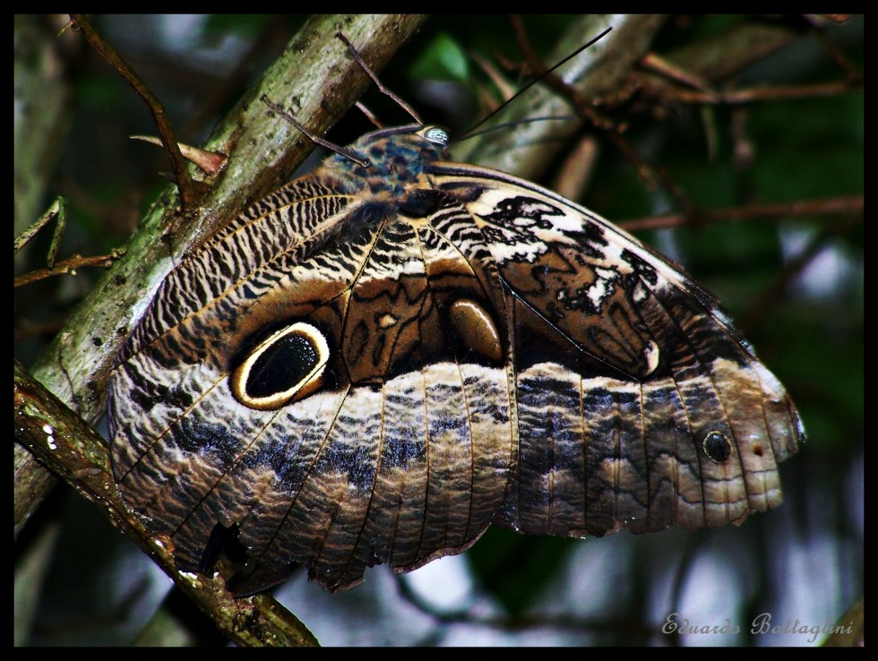 "Caligo Brasilienses" de Eduardo Battaglini