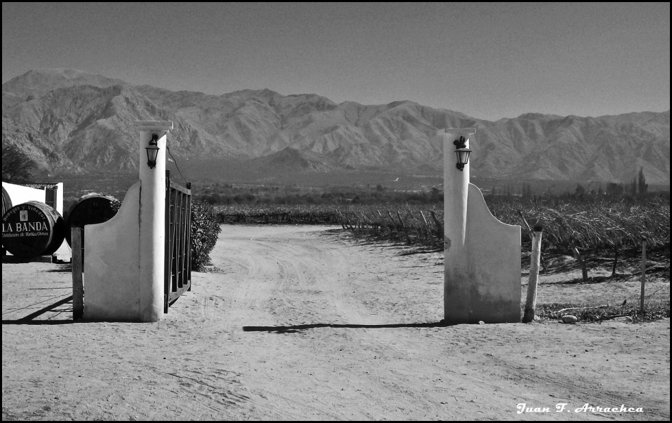 "El camino del viedo" de Juan Francisco Arrachea