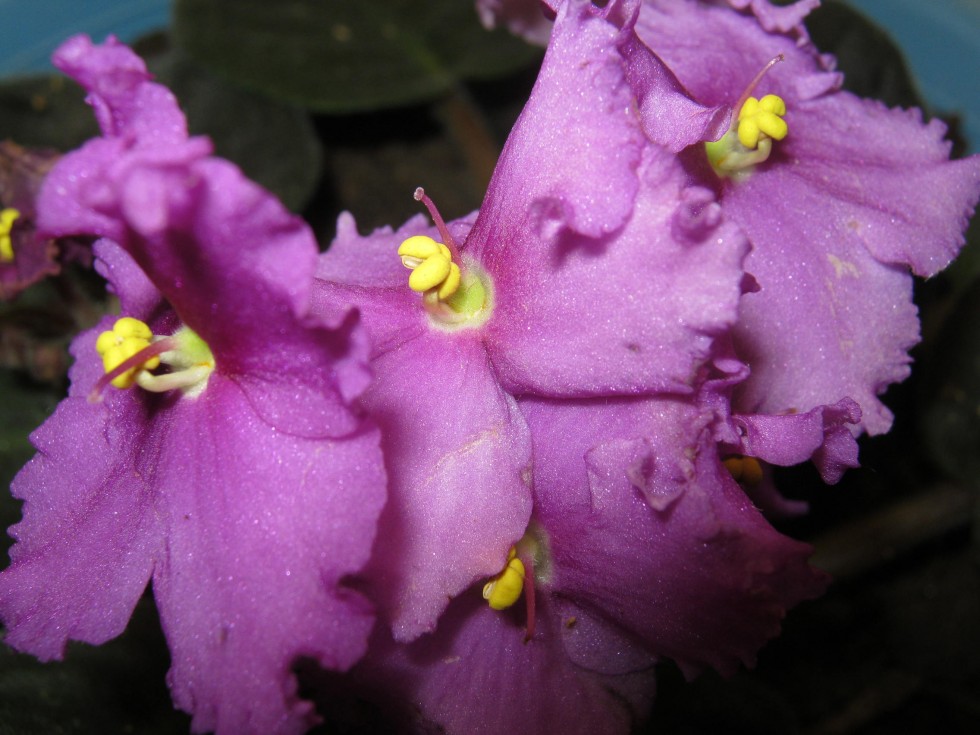 "VIOLETAS VIOLETAS" de Ines Edilia Villegas Loaiza