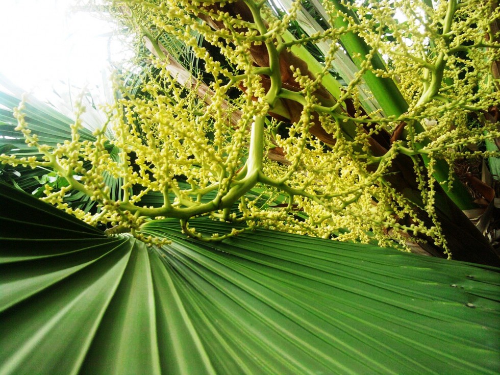 "naturaleza desde una palmera" de Analia Aumada