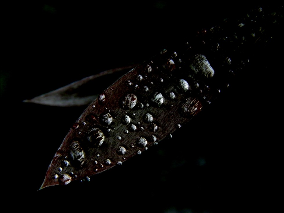 "Despues de la lluvia.." de Silvia Olliari