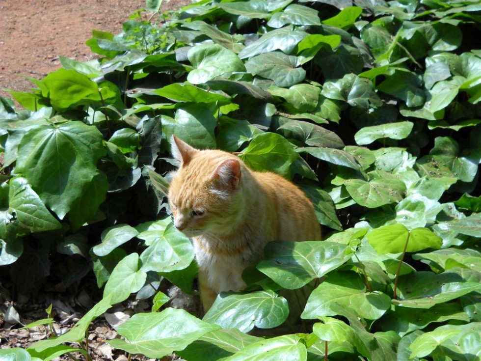 "Flor de gato" de Beatriz Benger