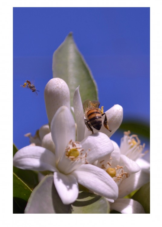 "primavera" de Marcelo Yanez