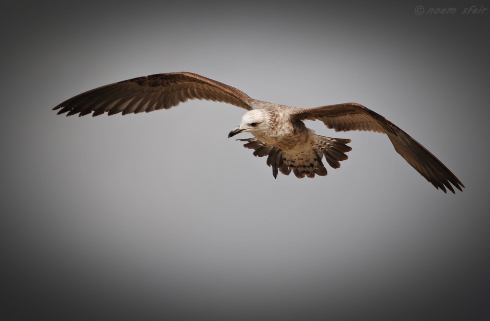 "Gaviota" de Noem Sfeir