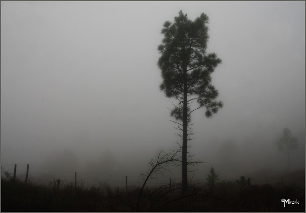 "Niebla" de Mirta Steinberg