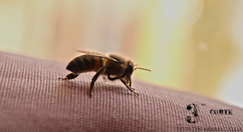 "Una abeja en mi cortina !" de Agustin Marinzalda