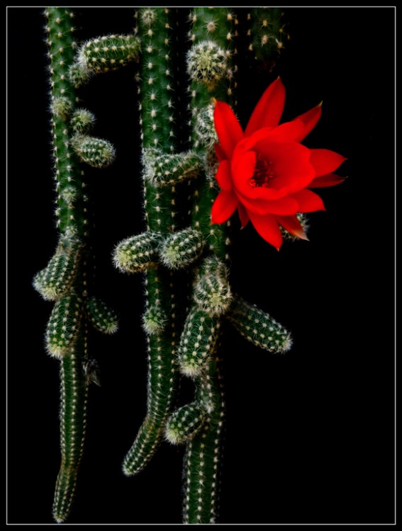 "Flor de Cactus" de Ruben Perea