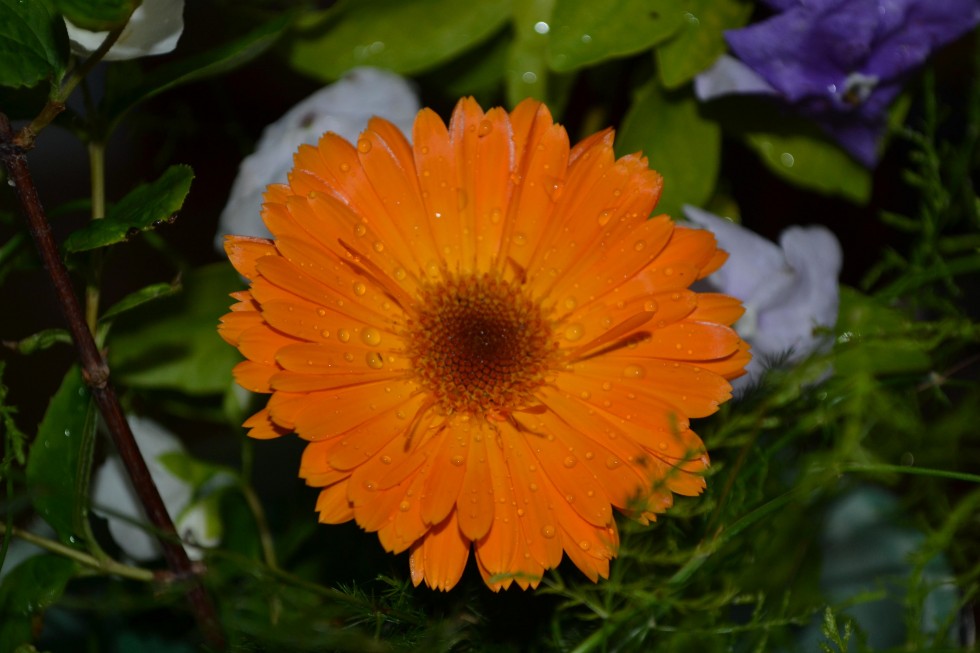 "la lluvia destaca la belleza de la flor" de Edith M. A. Marin