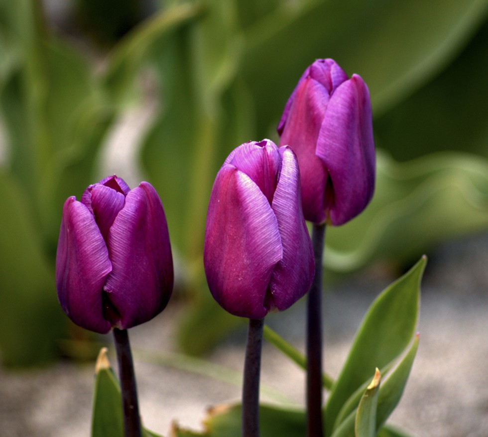 "Otra de Tulipanes - Violeta" de Gaston E. Polese