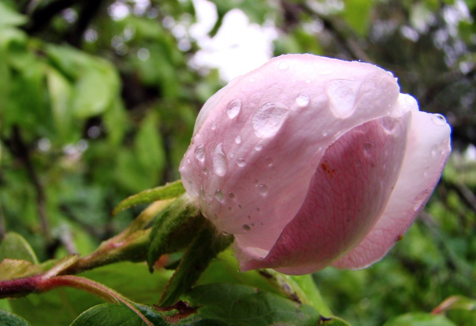 "Una rosa para vos, Guada." de Silvia Beatriz Insaurralde (petalo)