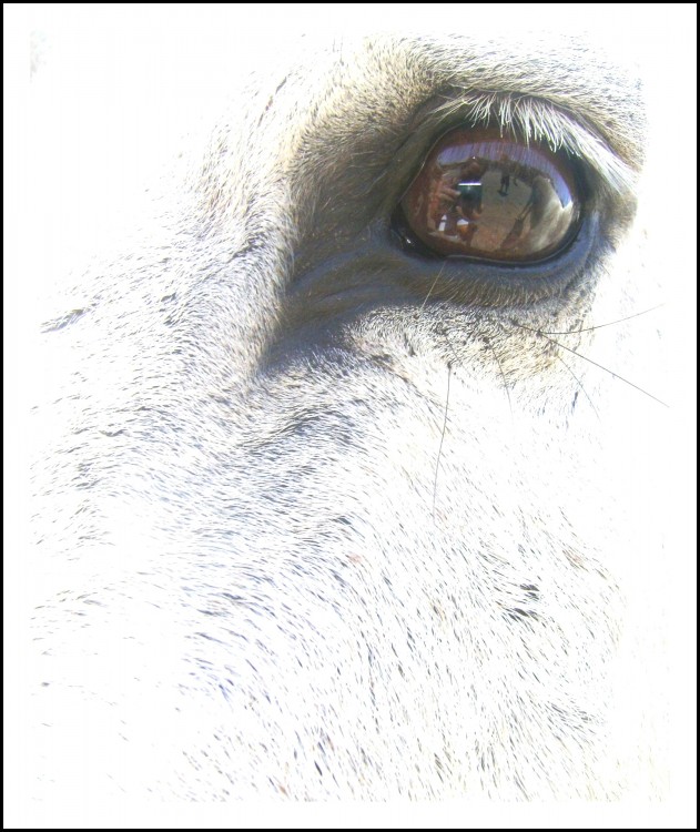 "Mirada de caballo" de Valeria Montrfano