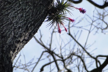 "arbol con brotes" de Amparo Josefina Maggi