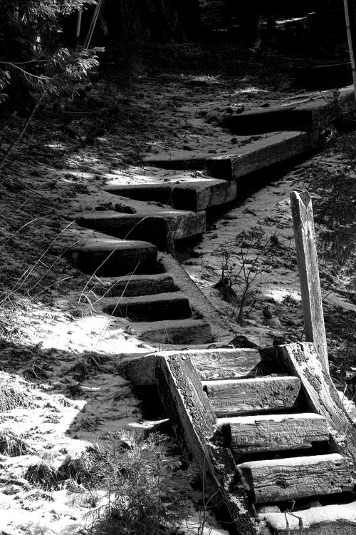 "Escalera al bosque" de Manuel Velasco