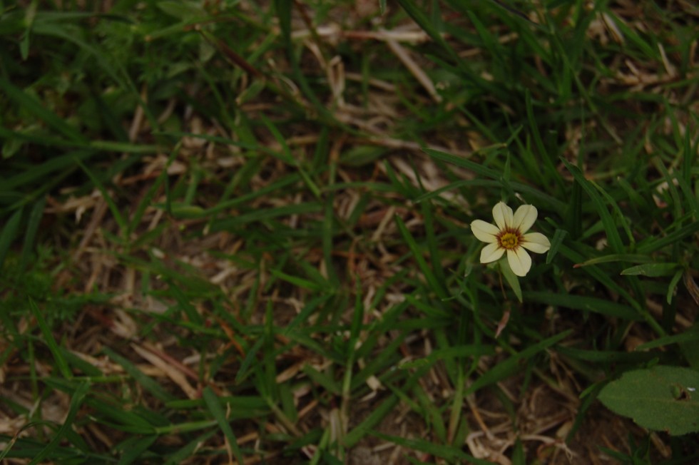 "Flor silvestre...." de Romina Esponda