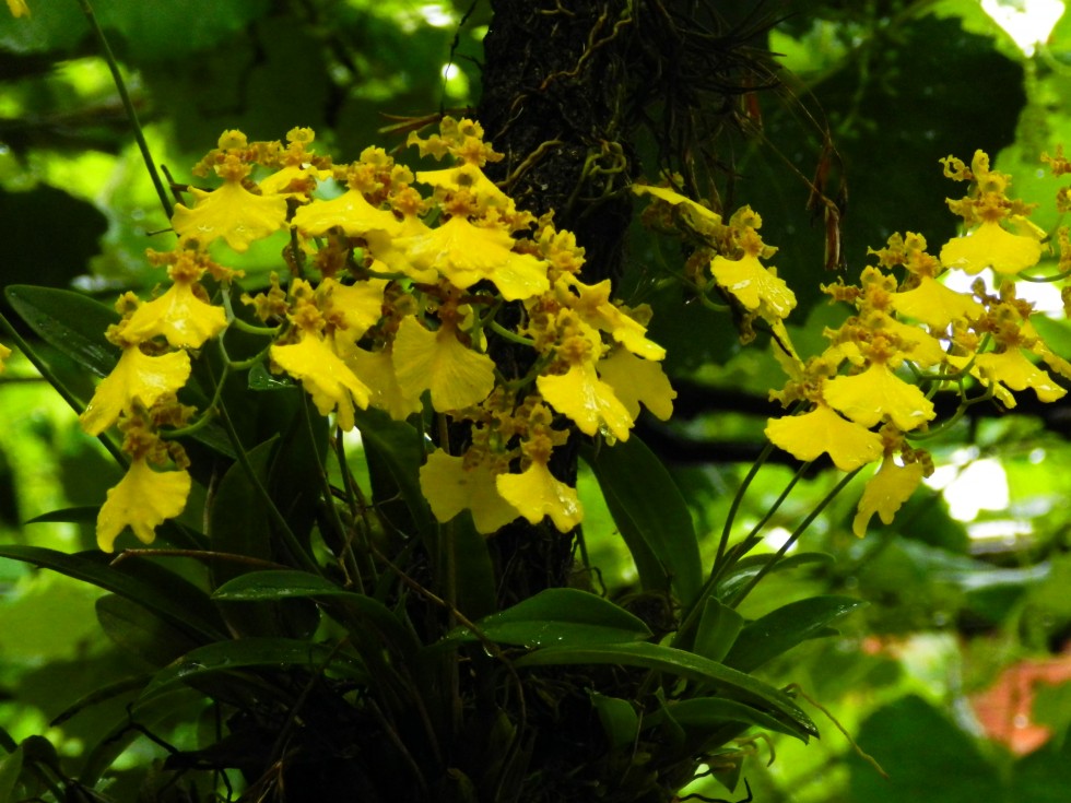 "flores amarillas" de Olga Short