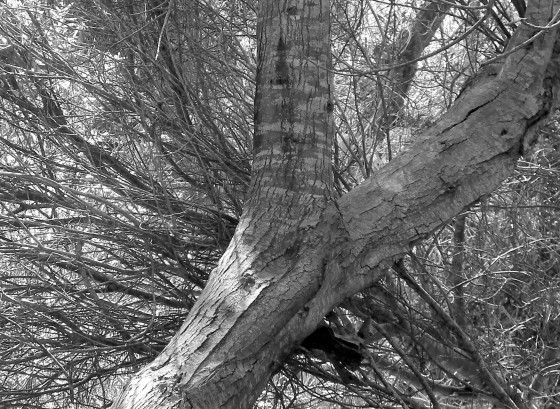 "arbol con la piel agrietada" de Rosie Kolacek