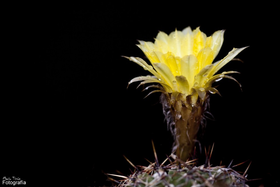 "Flor de cactus." de Mario Tizn