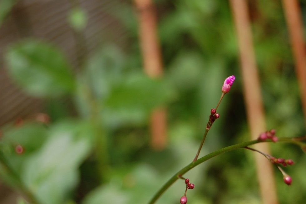 "Flores silvestres...." de Romina Esponda