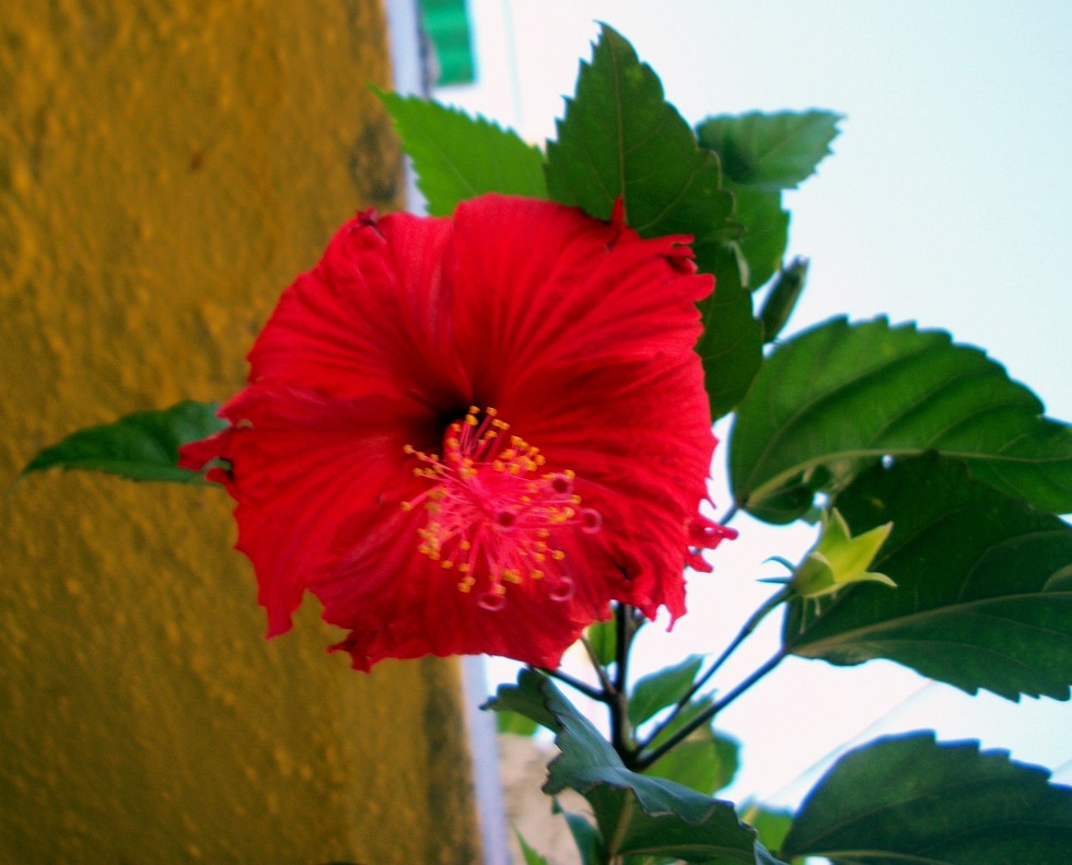 "flor" de Nancy Josefina Rivero