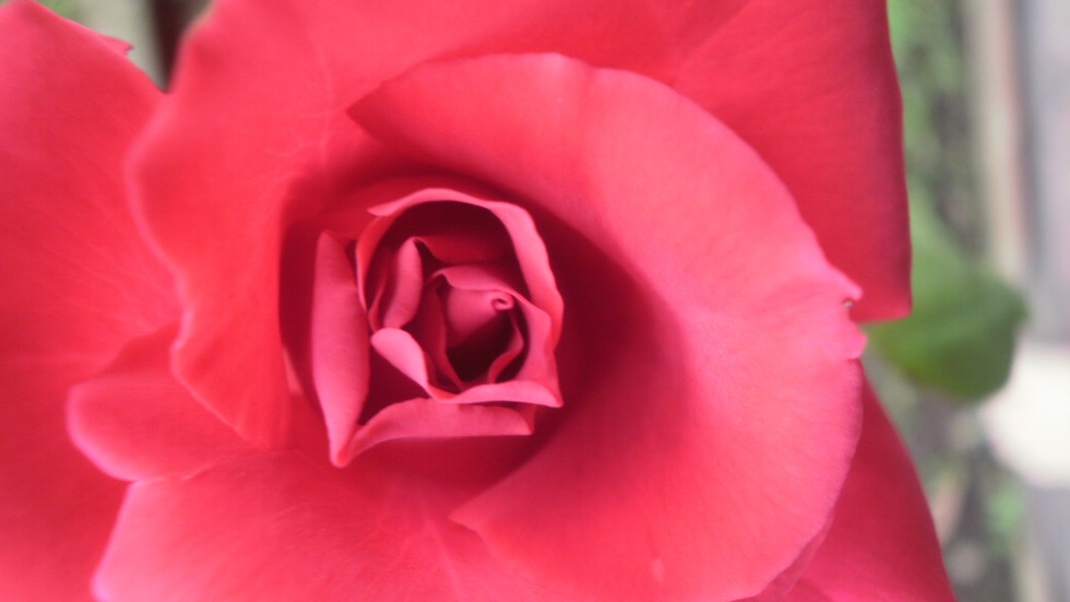 "En el jardn de Rosita" de Mara Gabriela Herrera Gonzlez