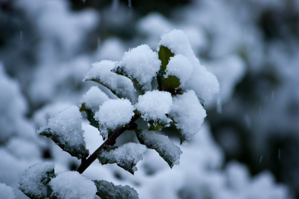 "Nieve en otono `ayer`" de Arturo Mozcozo