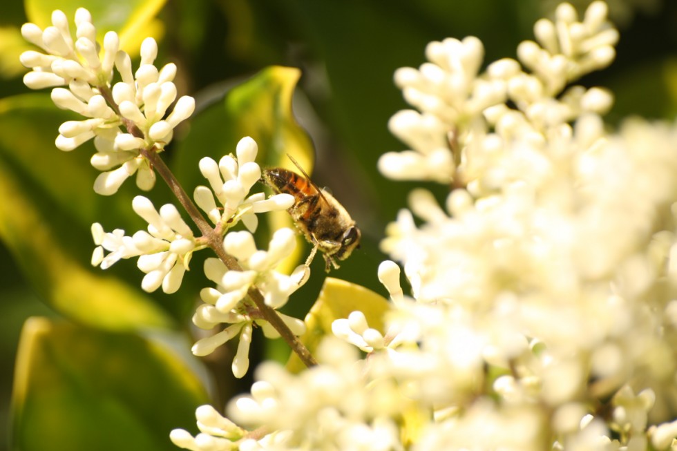 "Abeja Trabajando" de Loureiro Javier