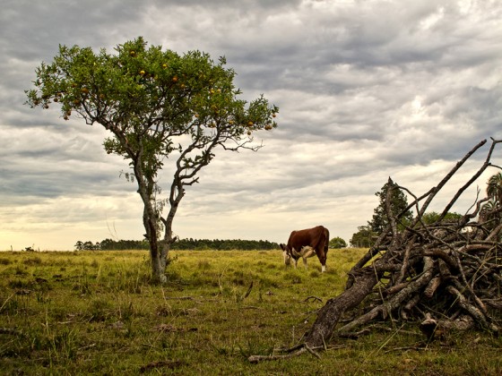 "Pampa Hmeda II" de Marcelo Csar Augusto Romeo