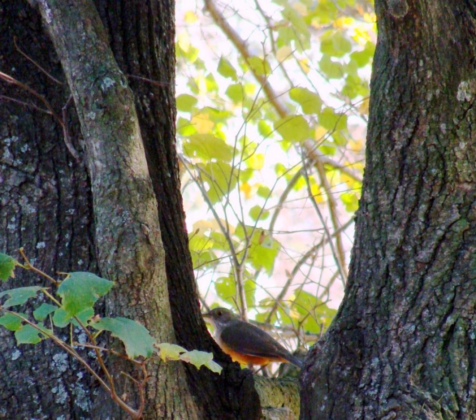 "en su lugar , pajaro" de Amparo Josefina Maggi