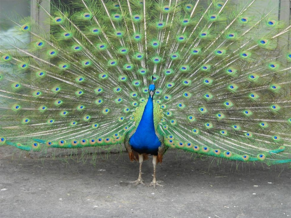 "Pavo Real de pecho azul." de Beatriz Benger