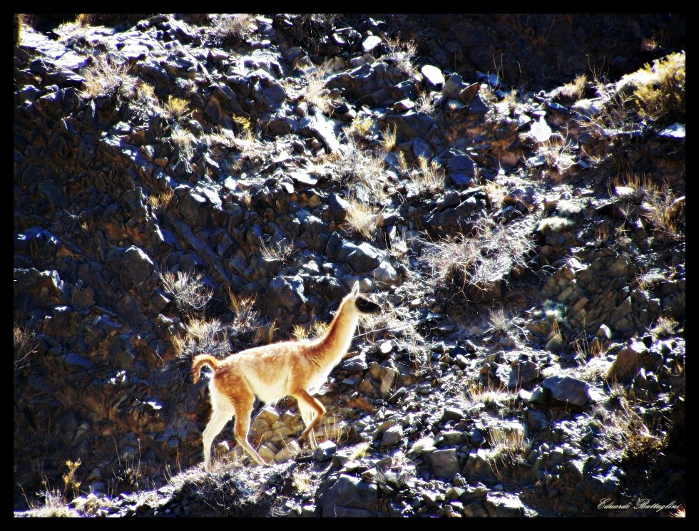 "guanaco solitario" de Eduardo Battaglini