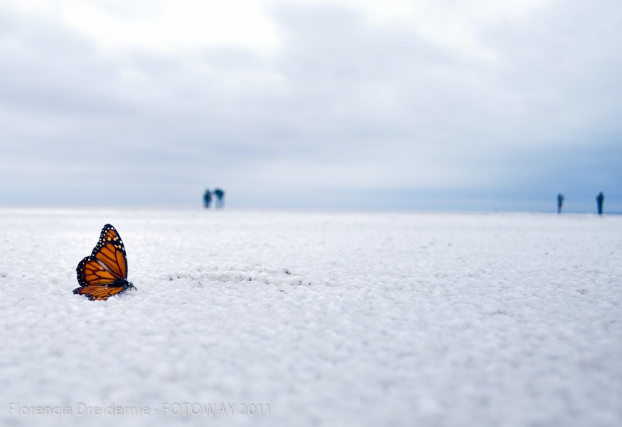 "-Mariposas-" de Florencia Dreidemie