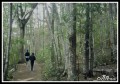 Paseo en el bosque
