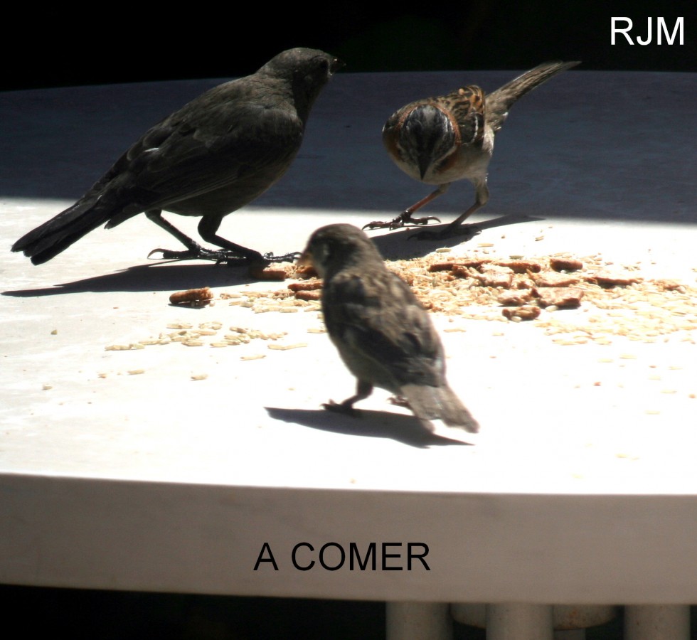 "a comer" de Roberto J Marina