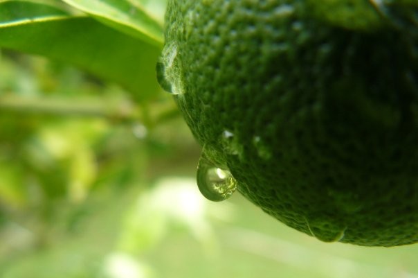 "GOTA DE AGUA SONORA" de Viviana Braga