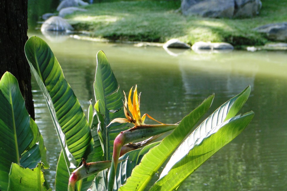 "flor de pajaro" de Amparo Josefina Maggi