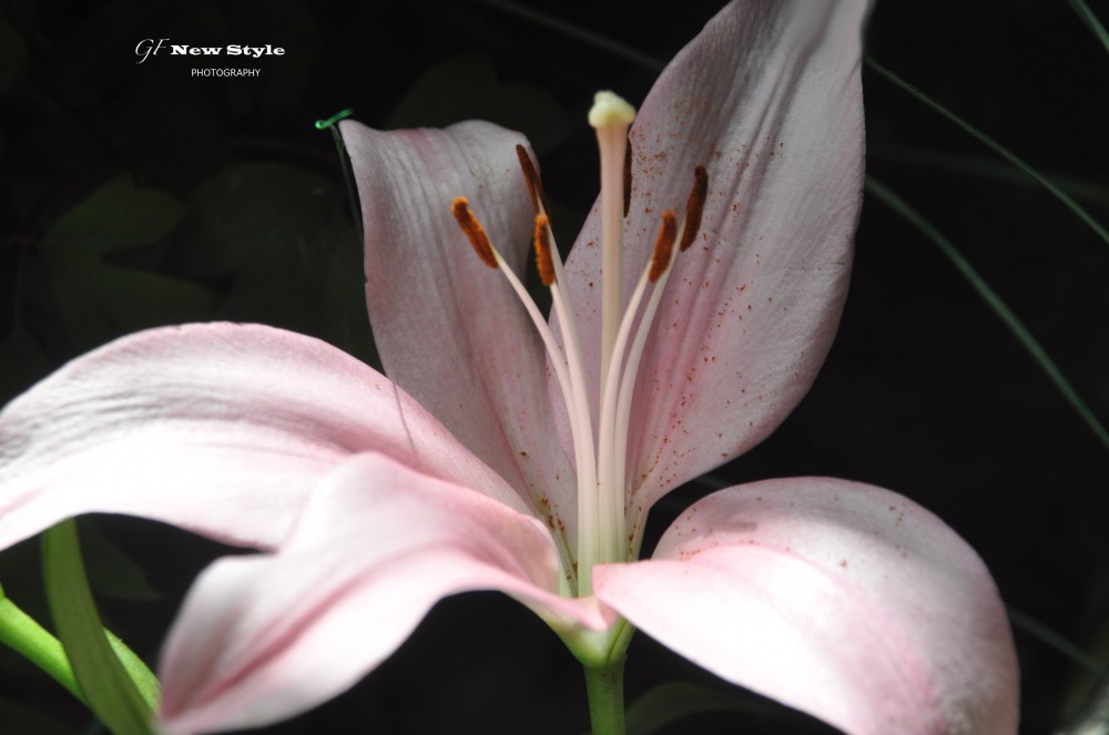 "Lilium..." de Gladys Susana Fiorilli