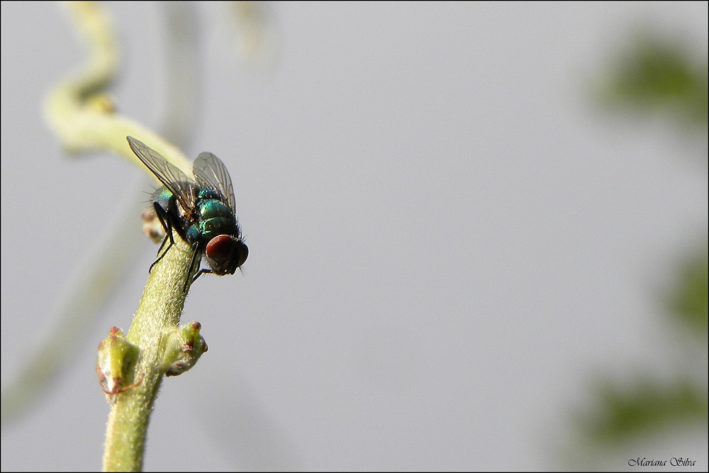 "Mosca" de Mariana Silva