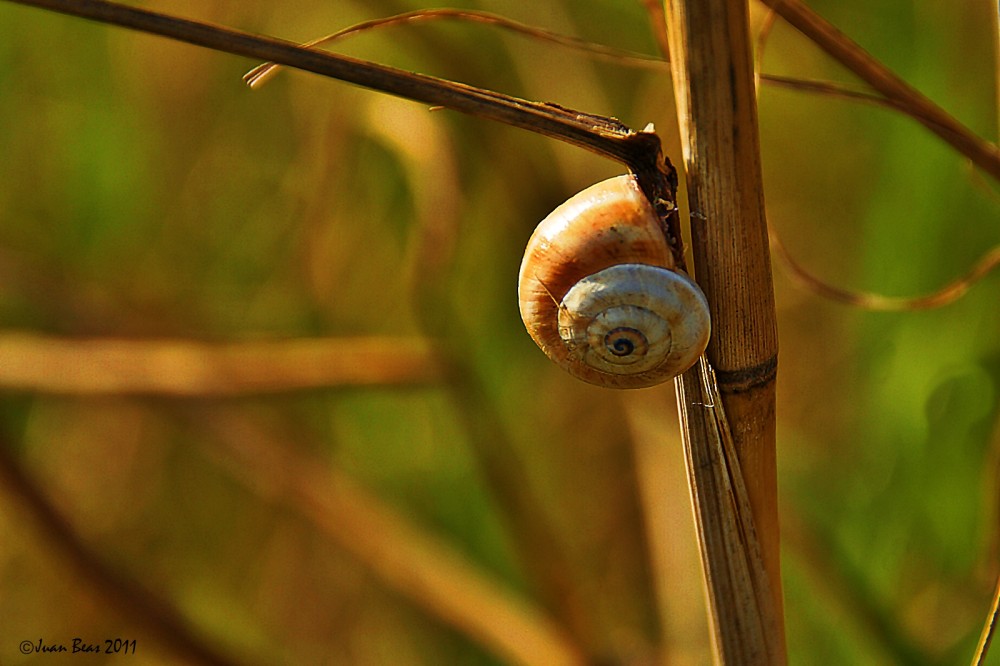 "Caracol sobre elemento truncado" de Juan Beas