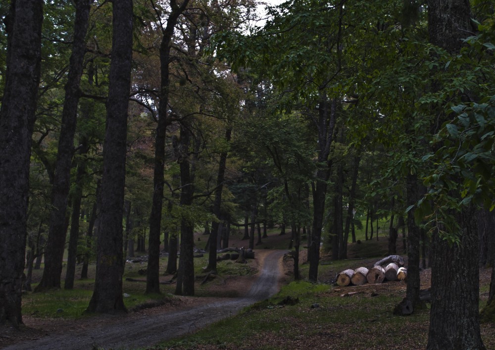 "Bosque en primavera" de Eduardo Sagues