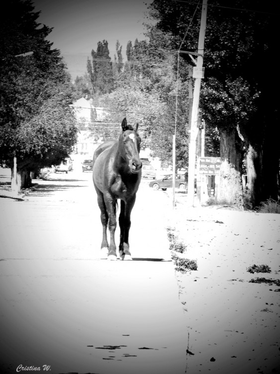 "El camino del caballo.... 2" de Cristina Wnetrzak