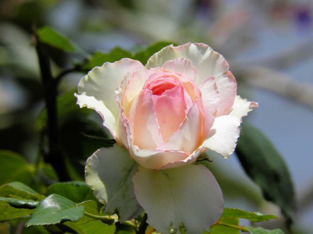 "El nombre de la rosa..." de Diego Cazorla Artieda