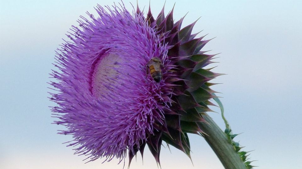 "flor nacional" de Marisa Raquel Cabral