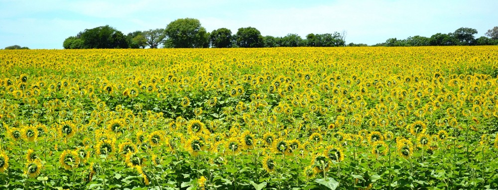 "Girasoles.." de Hernn Astrada